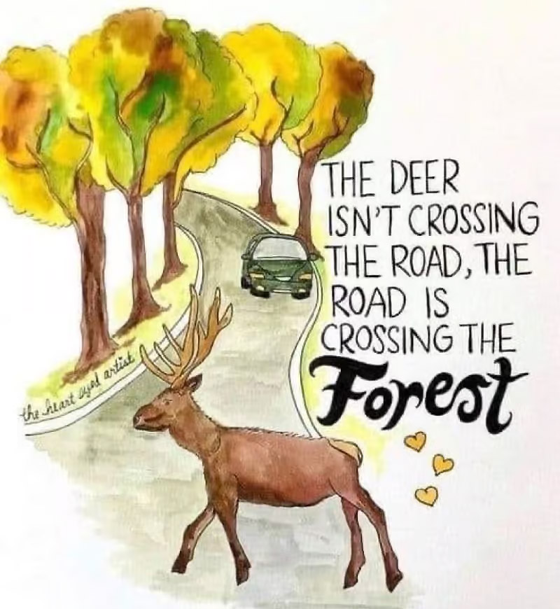 Change of perspective: The deer isn't crossing the road...